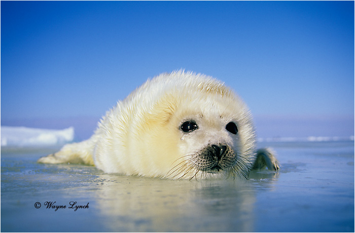 Harp Seal Pup 114 by Dr. Wayne Lynch ©